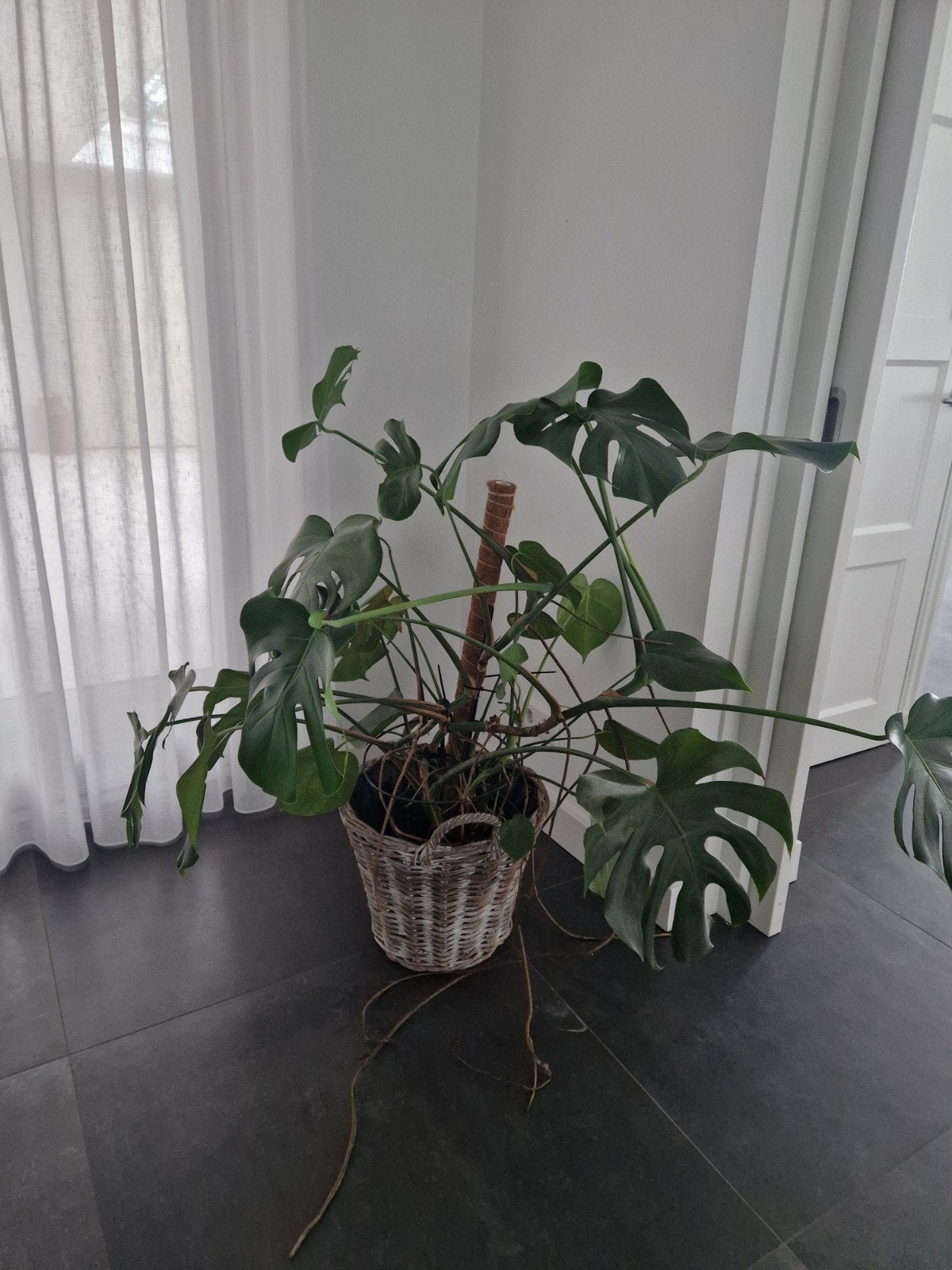 in Gemert, Grote Monstera Deliciosa in rieten pot, Ophalen, 100 tot 150 cm, Overige soorten, Halfschaduw