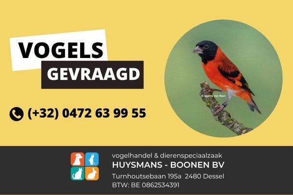 Kapoetsensijzen gevraagd, Meerdere dieren