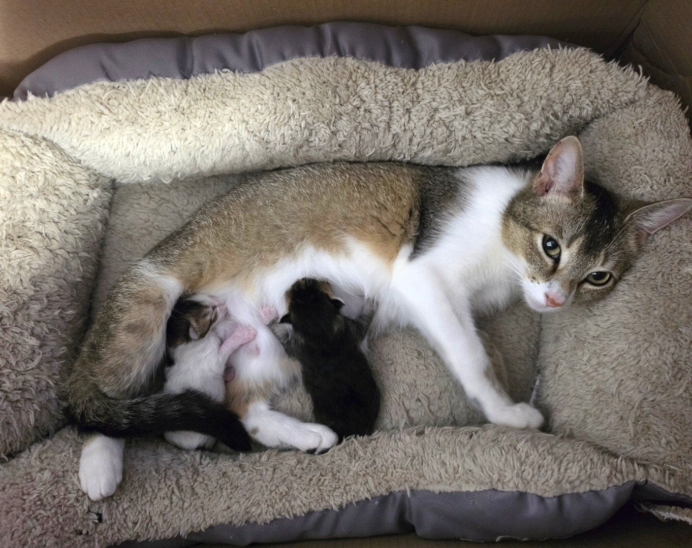 Kitten abessijn mix, Dieren en Toebehoren, Katten en Kittens | Overige Katten, Kortharig, Poes, 0 tot 2 jaar