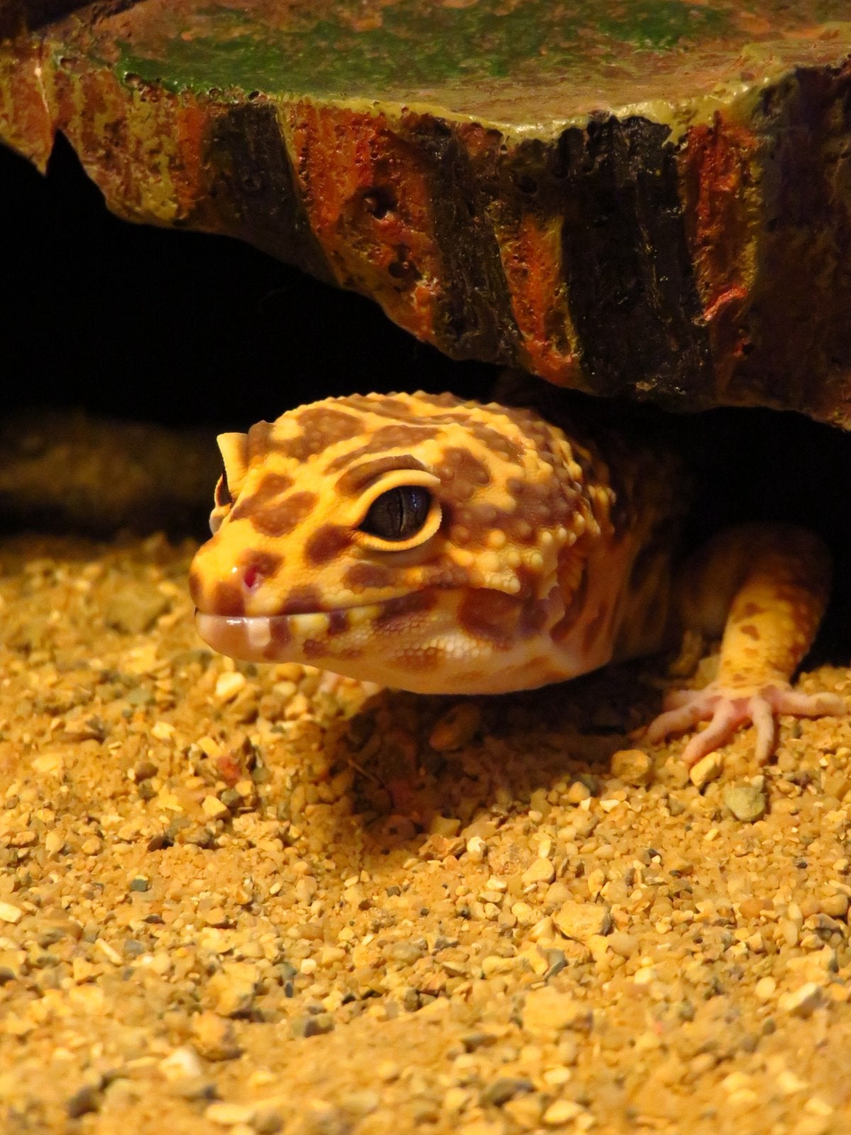 Luipaardgekko man gigant Leopard Gecko - male for sale from Angel