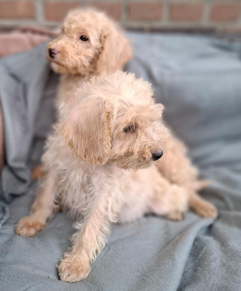 Lieve, speelse, labradoodle puppy's, kleine medium formaat, Dieren en Toebehoren, Parvo, Overige rassen, 8 tot 15 weken, Meerdere
