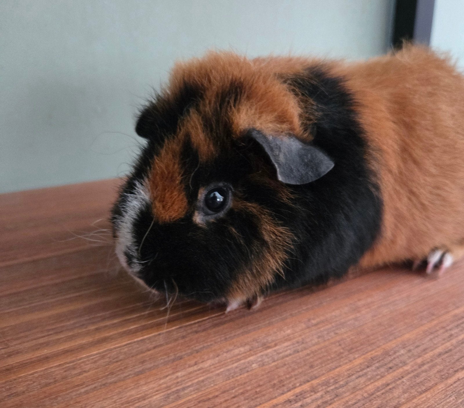 Zwart rood wit us teddy zeugje beschikbaar, Februari, Vrouwelijk, Cavia