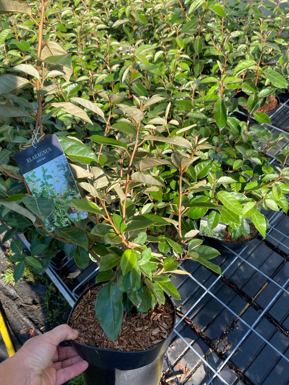 Elaeagnus ebbingei - Groenblijvende Olijfwilg, Volle zon, Vaste plant, Herfst, Ophalen