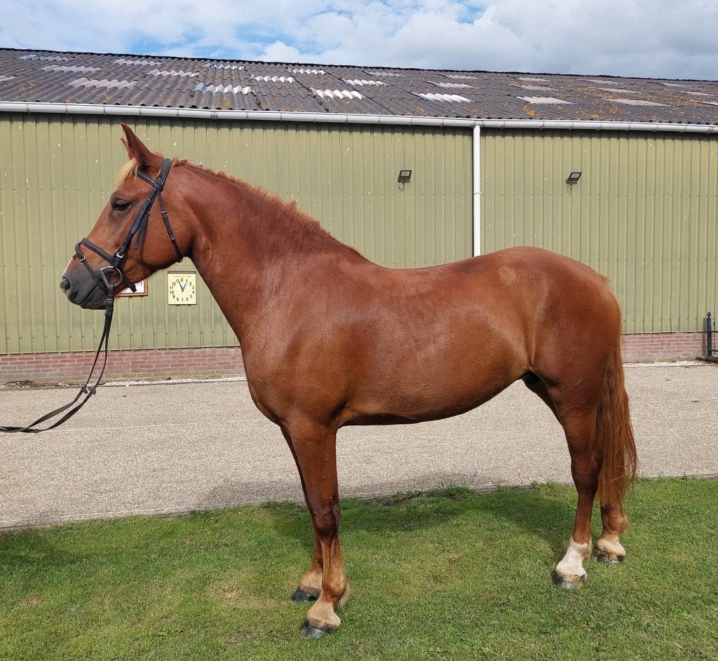 Te koop 6-jarige merrie, Dieren en Toebehoren, Minder dan 160 cm, Zadelmak, 3 tot 6 jaar, Recreatiepaard