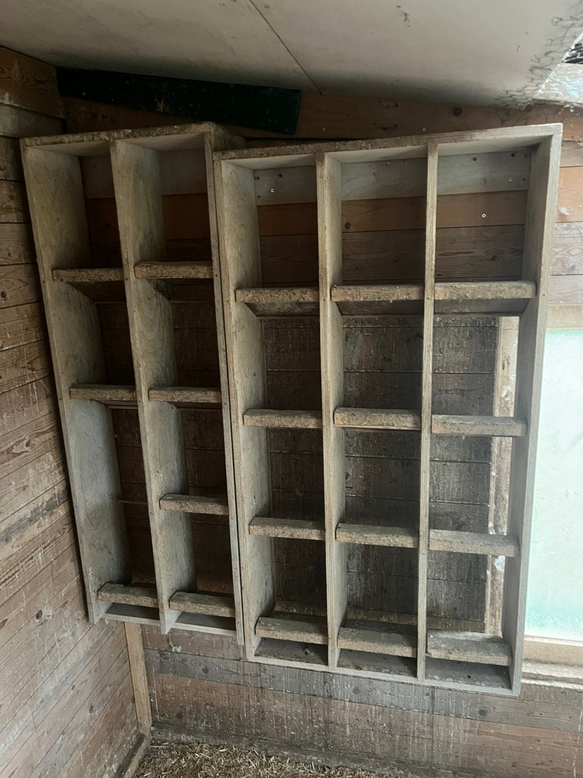 Zitschapjes, Mannelijk, Postduif