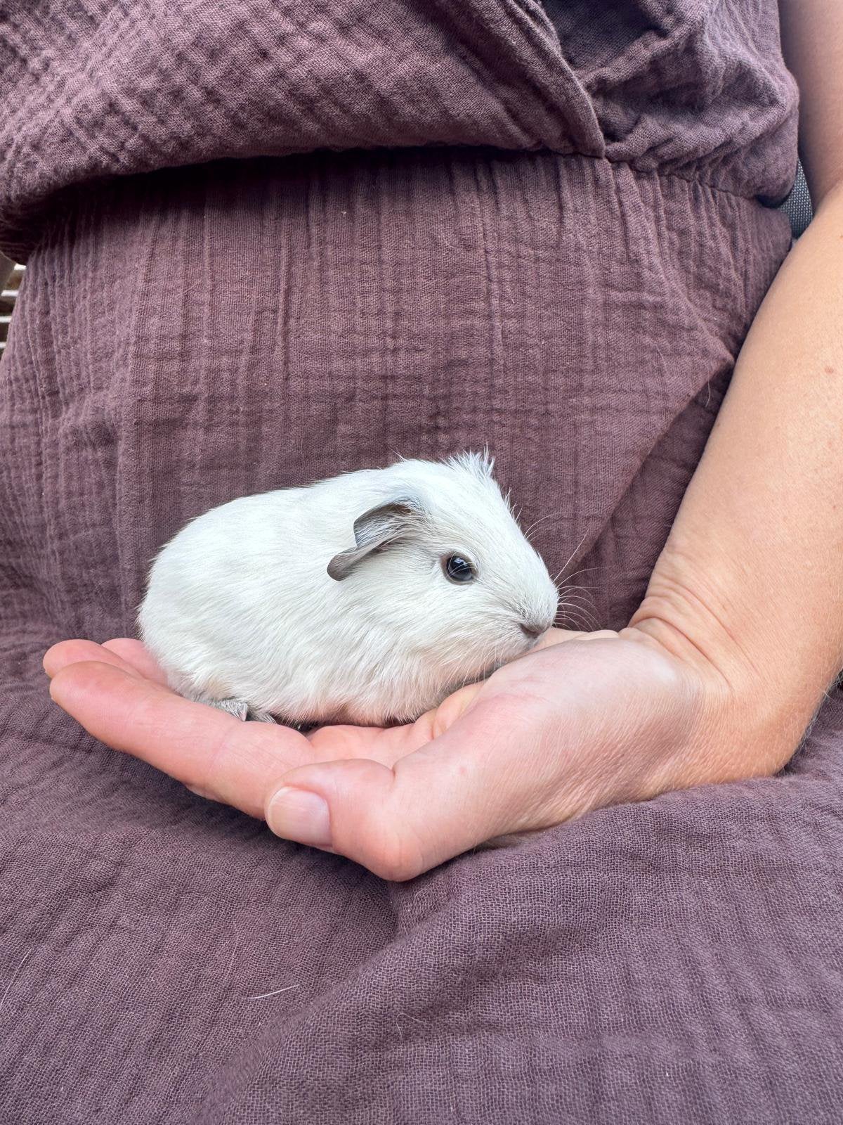 Cali cavia’s, Dieren en Toebehoren, Cavia, Augustus, Meerdere dieren, Tam
