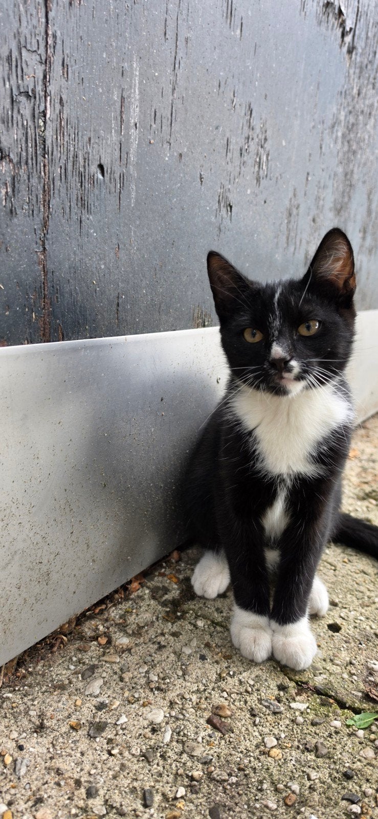 Lieve kittens, Meerdere dieren, Kortharig, 0 tot 2 jaar