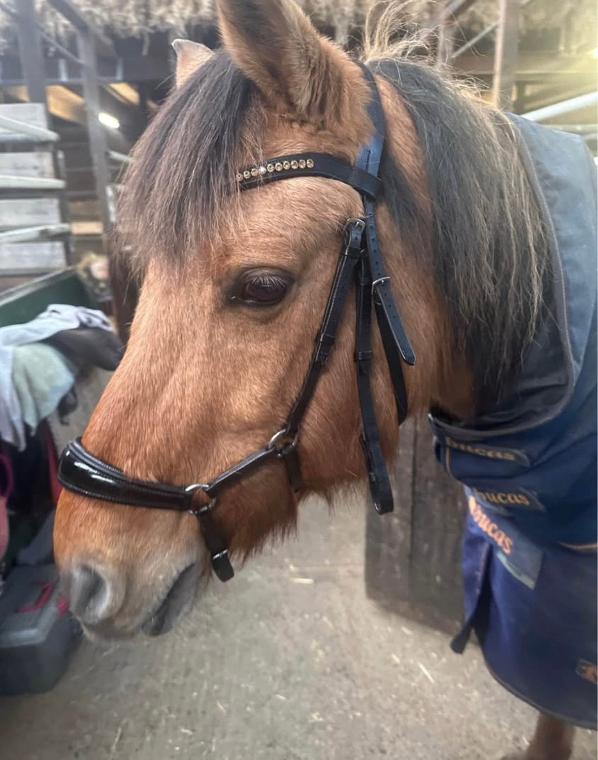 Zwart leren hoofdstel maat cob, Dieren en Toebehoren, Ophalen of Verzenden, Gebruikt