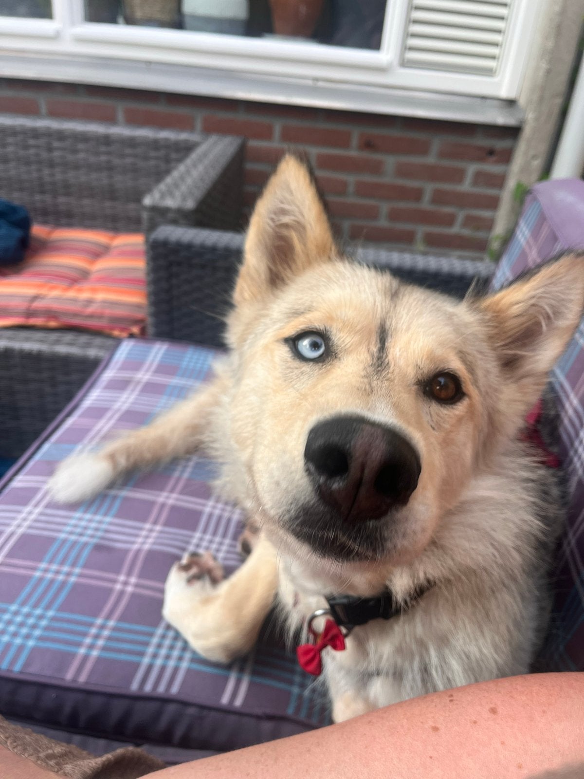 Hai ik ben Koekie! Lieve Husky kruising teef, Dieren en Toebehoren, Honden | Niet-rashonden, Teef, Parvo, Eén hond, Nederland