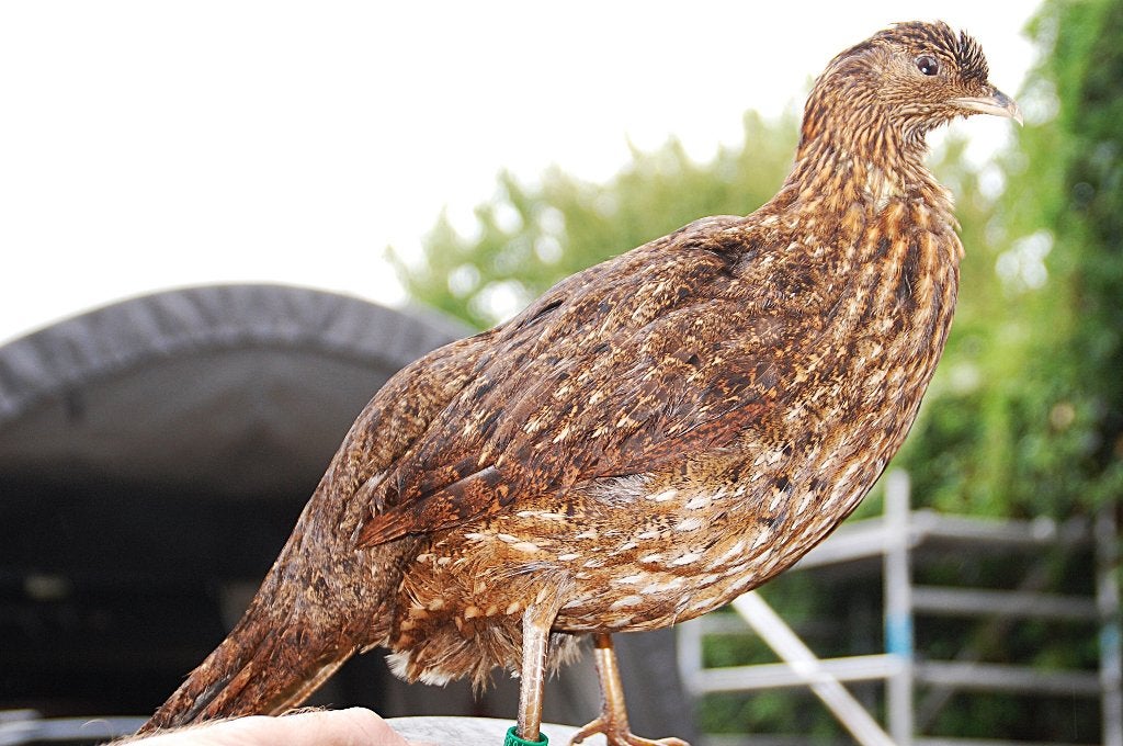 opgezette Chinesekwartel, Verzamelen, Dierenverzamelingen, Ophalen of Verzenden, Zo goed als nieuw, Wild dier, Opgezet dier