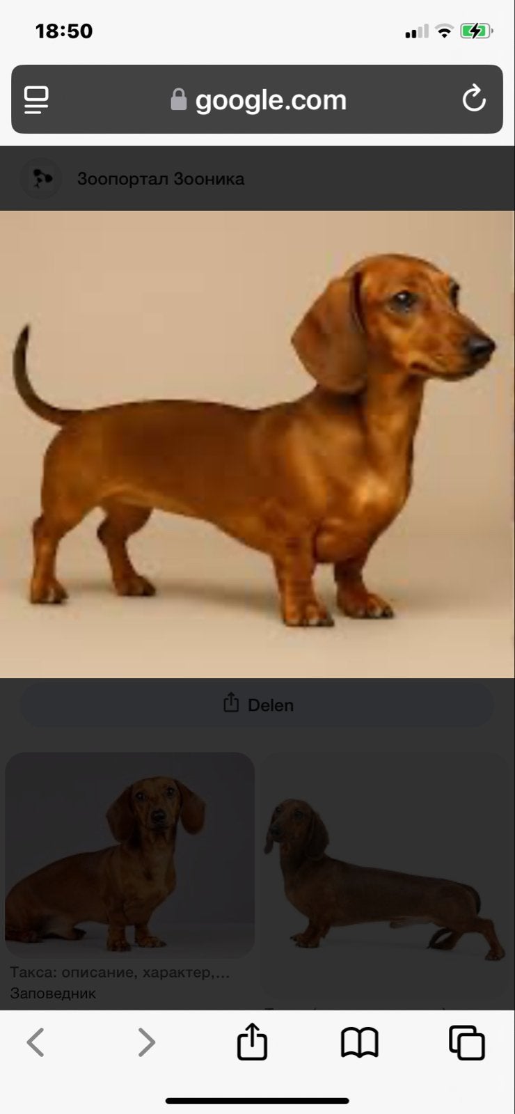 Kortharige teckel GEZOCHT, Reu, 8 tot 15 weken, Parvo, Eén hond