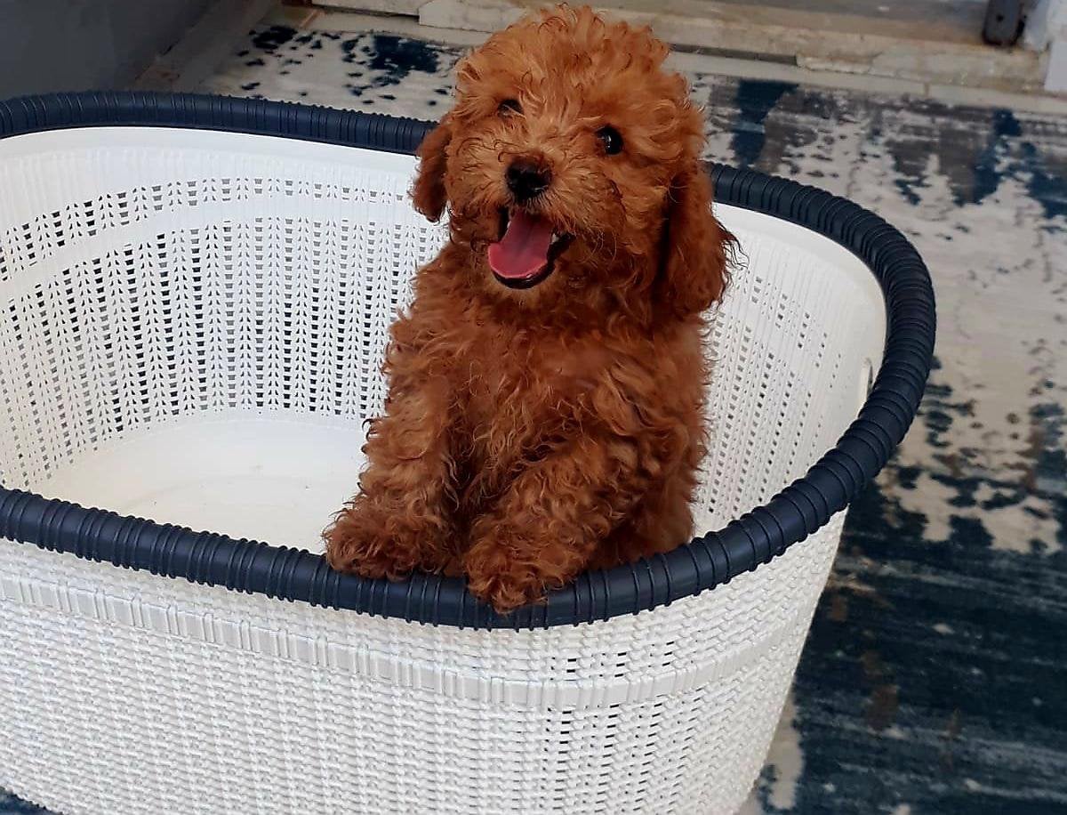 ToyPoodle Pup🐶 Fluffy 🌈miniTeefje!!!, Poedel, 8 tot 15 weken, Teef, Eén hond