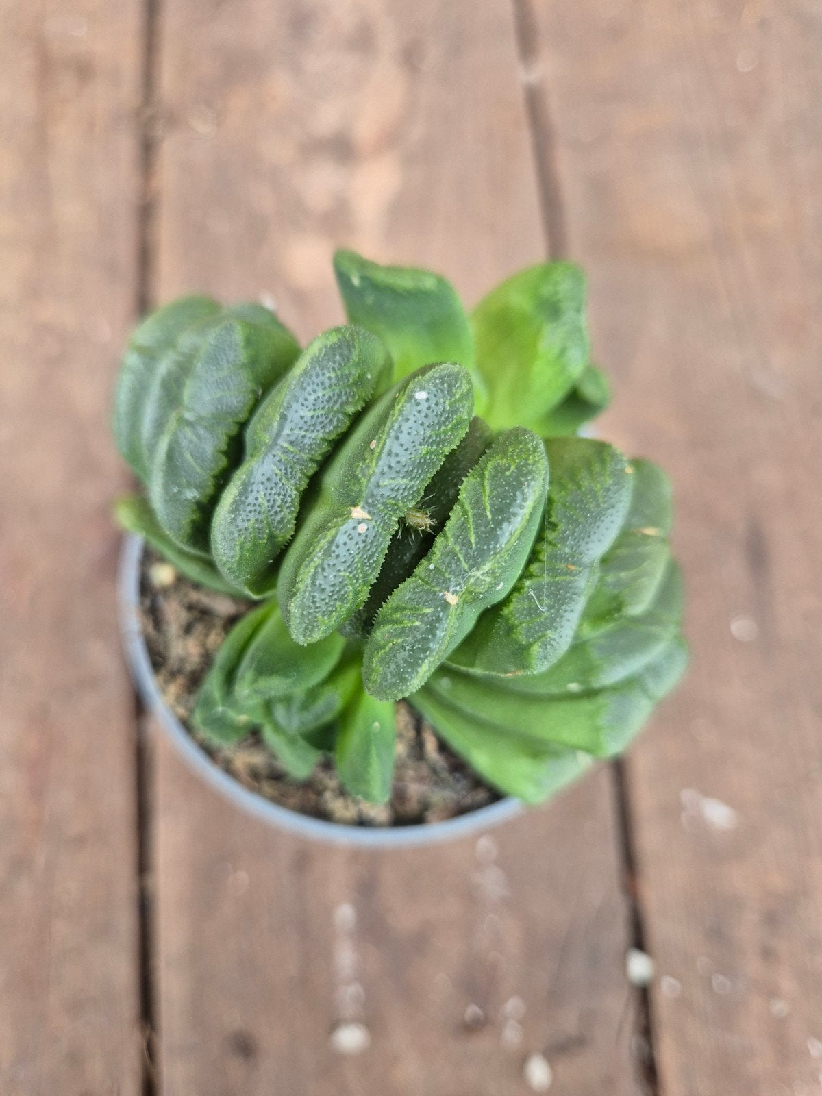 Haworthia Truncata p6,5, Ophalen of Verzenden, Halfschaduw, Minder dan 100 cm