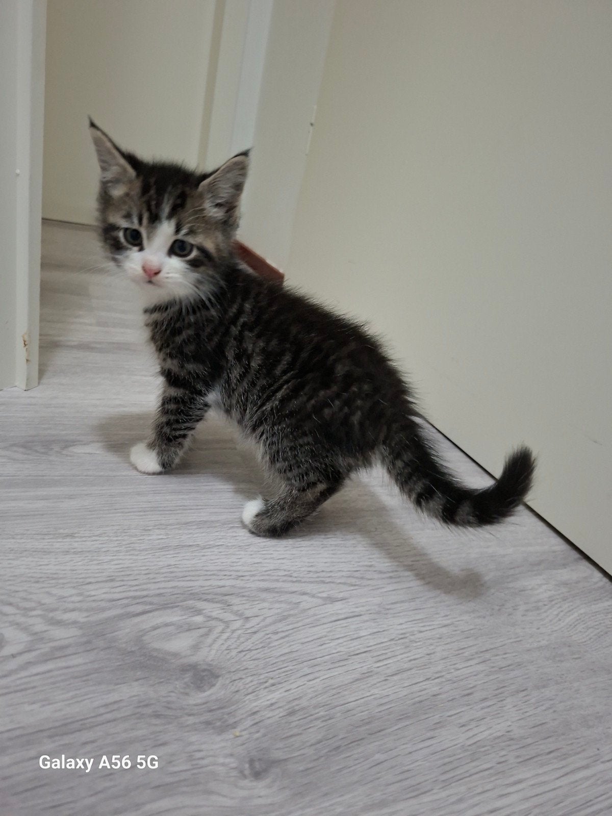 kittens van 12 weken oud, Meerdere dieren, Langharig, 0 tot 2 jaar