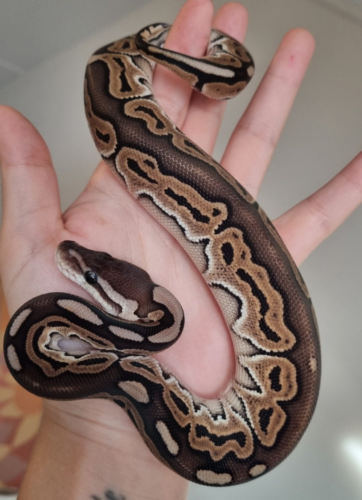 0.1 black pastel special het clown koningspython Ball Python - female for sale from Rocking Reptiles