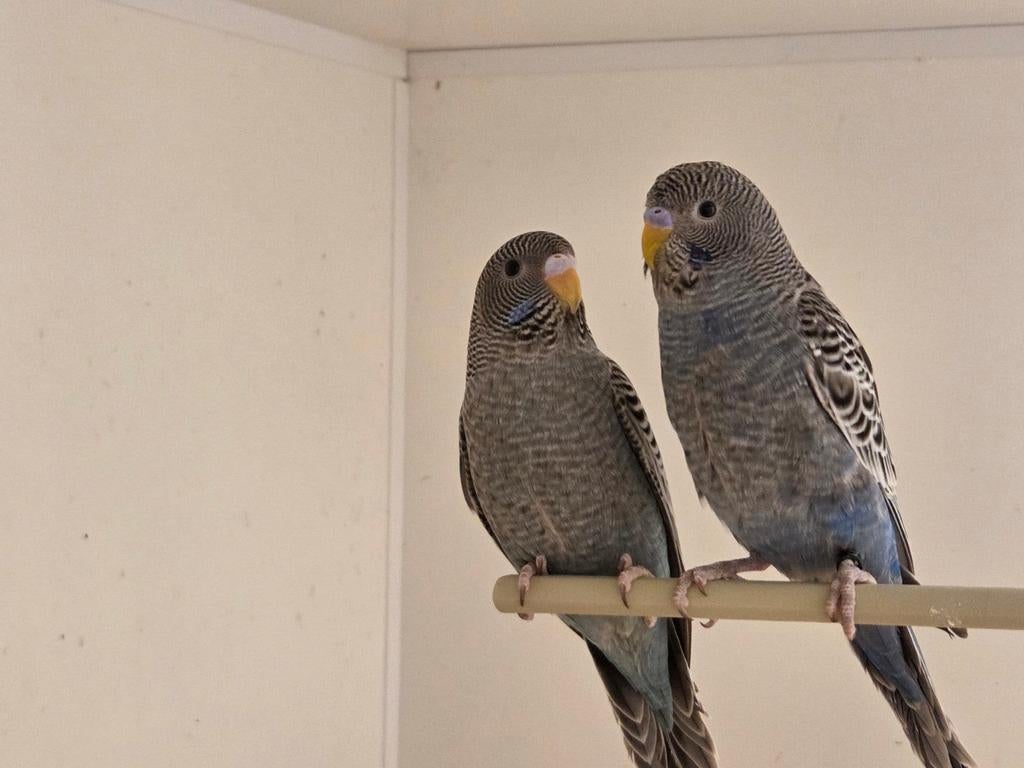 Blackface split dun fallow kans bw, Dieren en Toebehoren, Vogels | Parkieten en Papegaaien, Meerdere dieren, Parkiet
