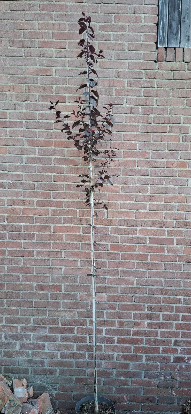 Prunus cerasifera 'Nigra', rode kerspruim, Ophalen, Lente, Volle zon, Overige soorten