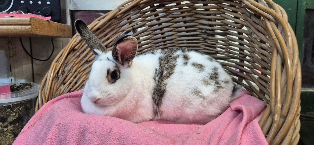 Konijnendame PEBBLES uit de opvang zoekt een tehuis!, Vrouwelijk, Dwerg