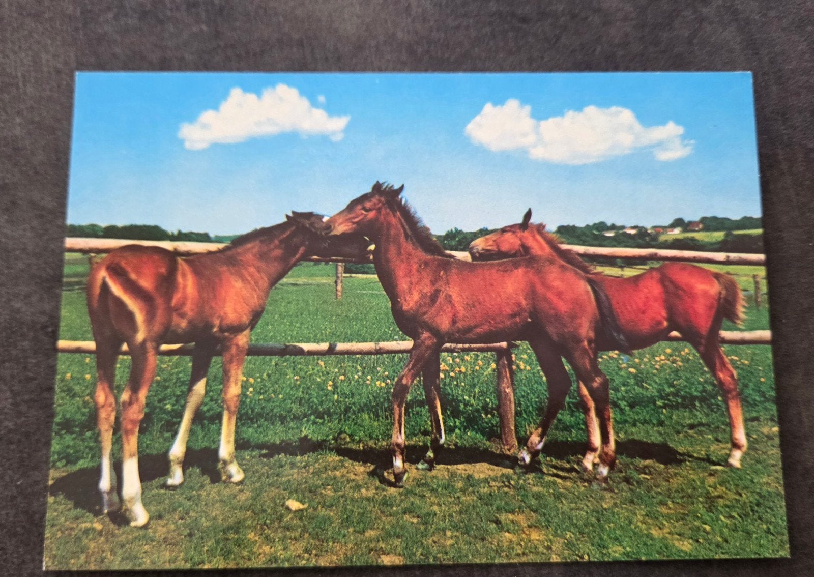 Drie Jonge Veulens in de Wei, Verzenden, 1960 tot 1980, Ongelopen, Paard