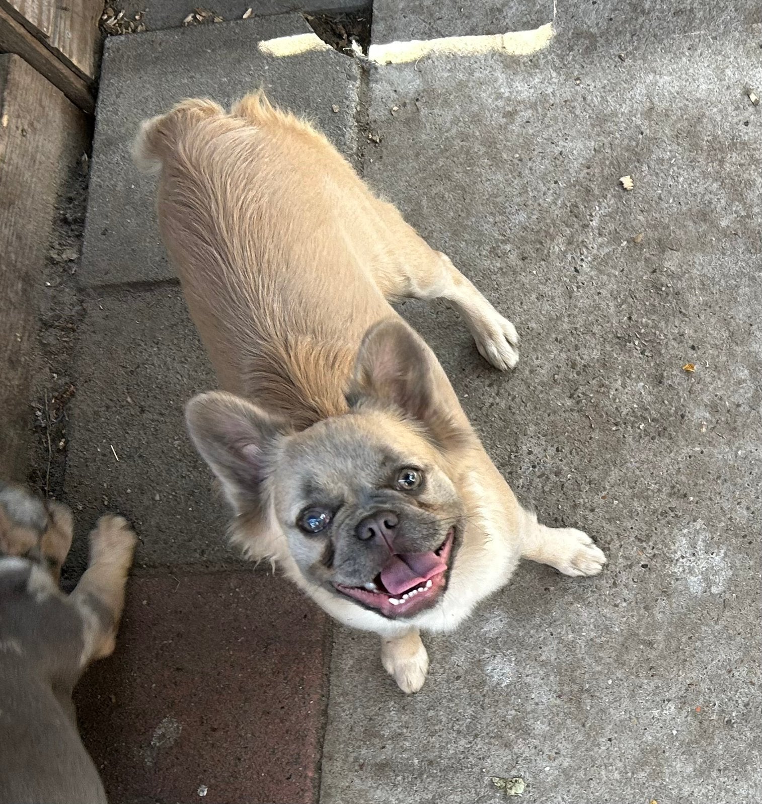 Teefje van 2,5 jaar zoekt gouden mand, Dieren en Toebehoren, Honden | Bulldogs, Pinschers en Molossers, Nederland, Teef, Parvo