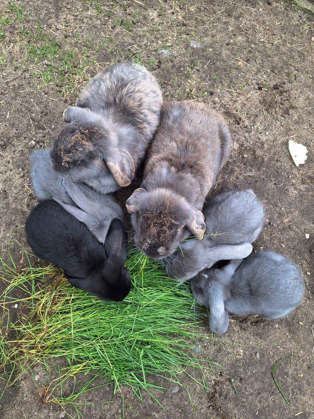 Nestje franse hangoren 15-4-2026, Dieren en Toebehoren, Konijnen, Meerdere dieren, Groot, Hangoor, 0 tot 2 jaar
