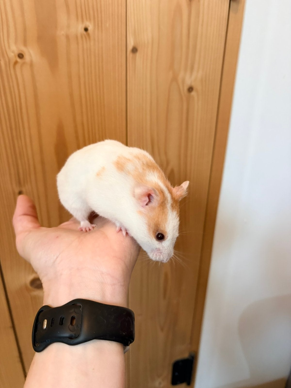 Te koop lieve goudhamster / Syrische hamster, Dieren en Toebehoren, Hamster, Vrouwelijk, November, Tam