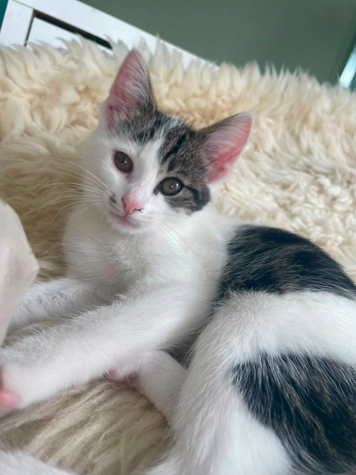 Lieve kittens te koop!, Dieren en Toebehoren, Katten en Kittens | Overige Katten, Meerdere dieren