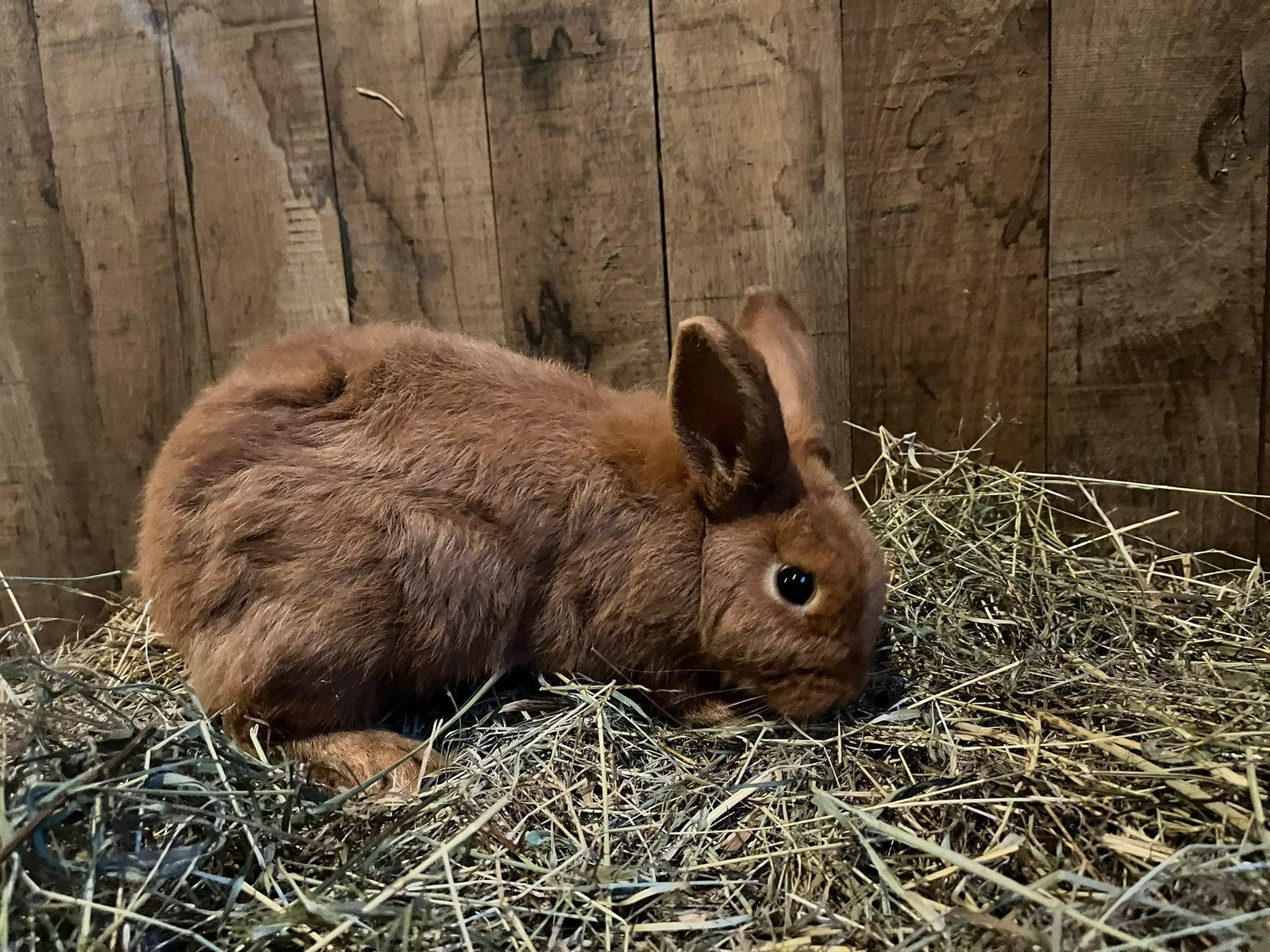 Konijn, Dieren en Toebehoren, Mannelijk, Middelgroot