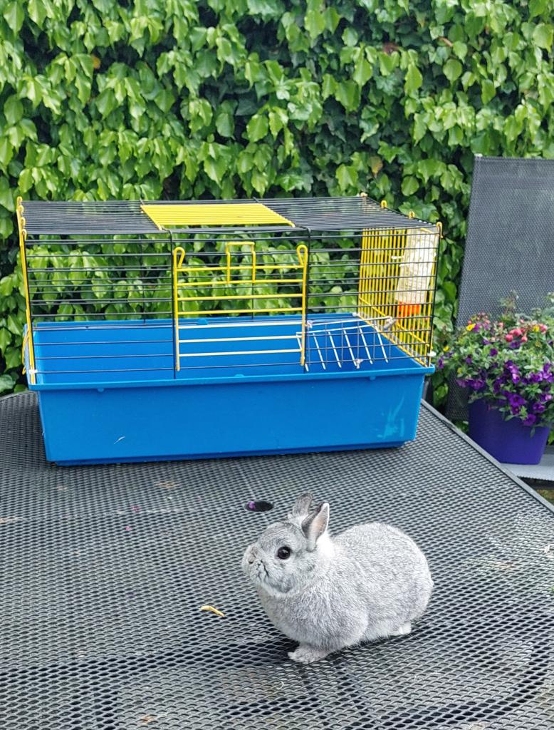 Chinchilla kleurig rasecht dwerg konijntje. kan met kooi ., Dieren en Toebehoren, Mannelijk, Dwerg, 0 tot 2 jaar
