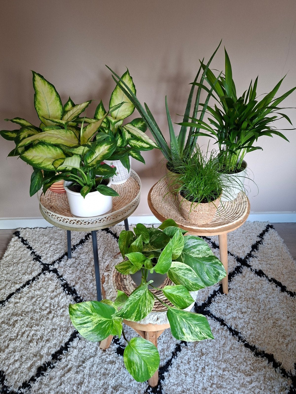 kamerplanten Pothos Dieffenbachia Palm Aloë Vera gras, Ophalen, Palm, Halfschaduw, In pot