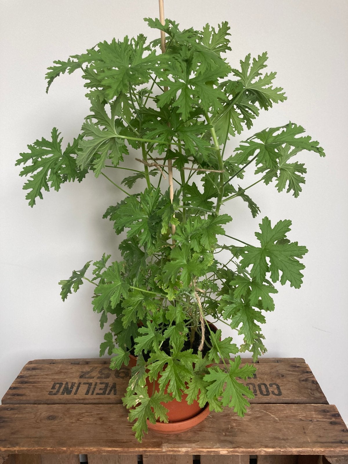 Citroenplant - Geurende Pelargonium Kamerplant, Huis en Inrichting, Kamerplanten, Ophalen, Halfschaduw, Minder dan 100 cm