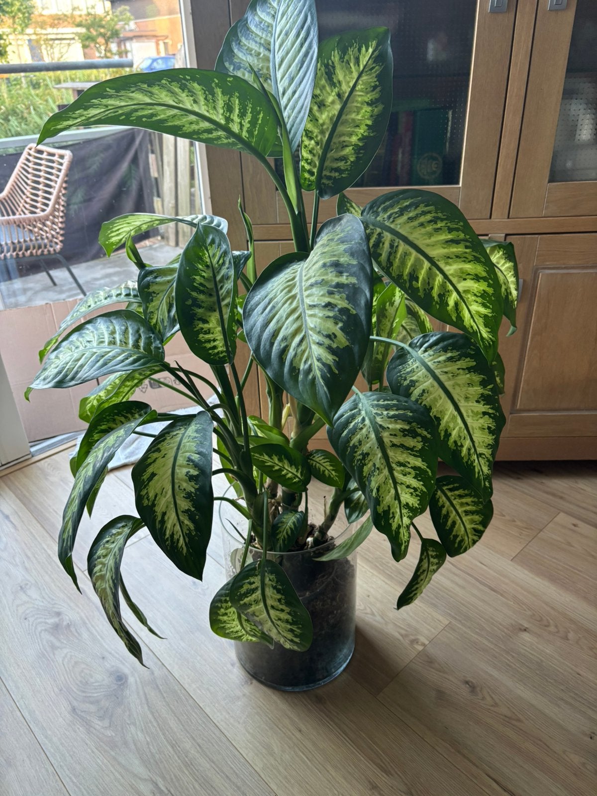 Kamerplant Dieffenbachia, Ophalen, Halfschaduw, Minder dan 100 cm