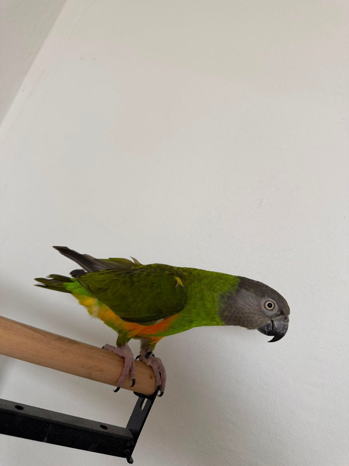 Bonteboer zoekt een nieuw liefdevol huis, Geslacht onbekend, Papegaai, Tam
