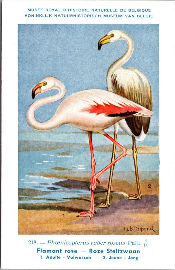 Roze Steltzwaan / Greater Flamingo – Nº 218 – (KBIN / IRSNB), Verzamelen, Ansichtkaarten | Dieren, Verzenden, 1940 tot 1960, Ongelopen
