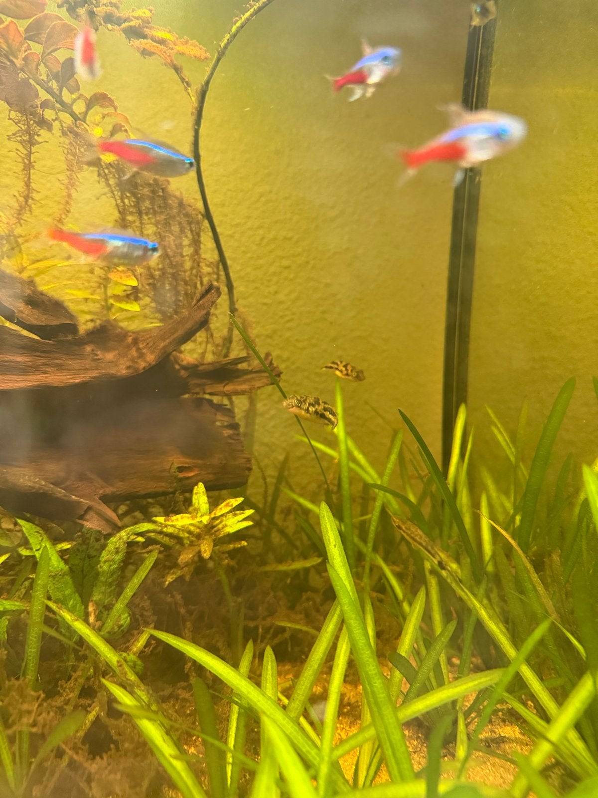 2x Dwergkogelvis zoetwater, Vis