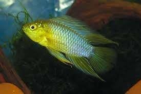 Apistogramma borelli XL - Koidream Valburg