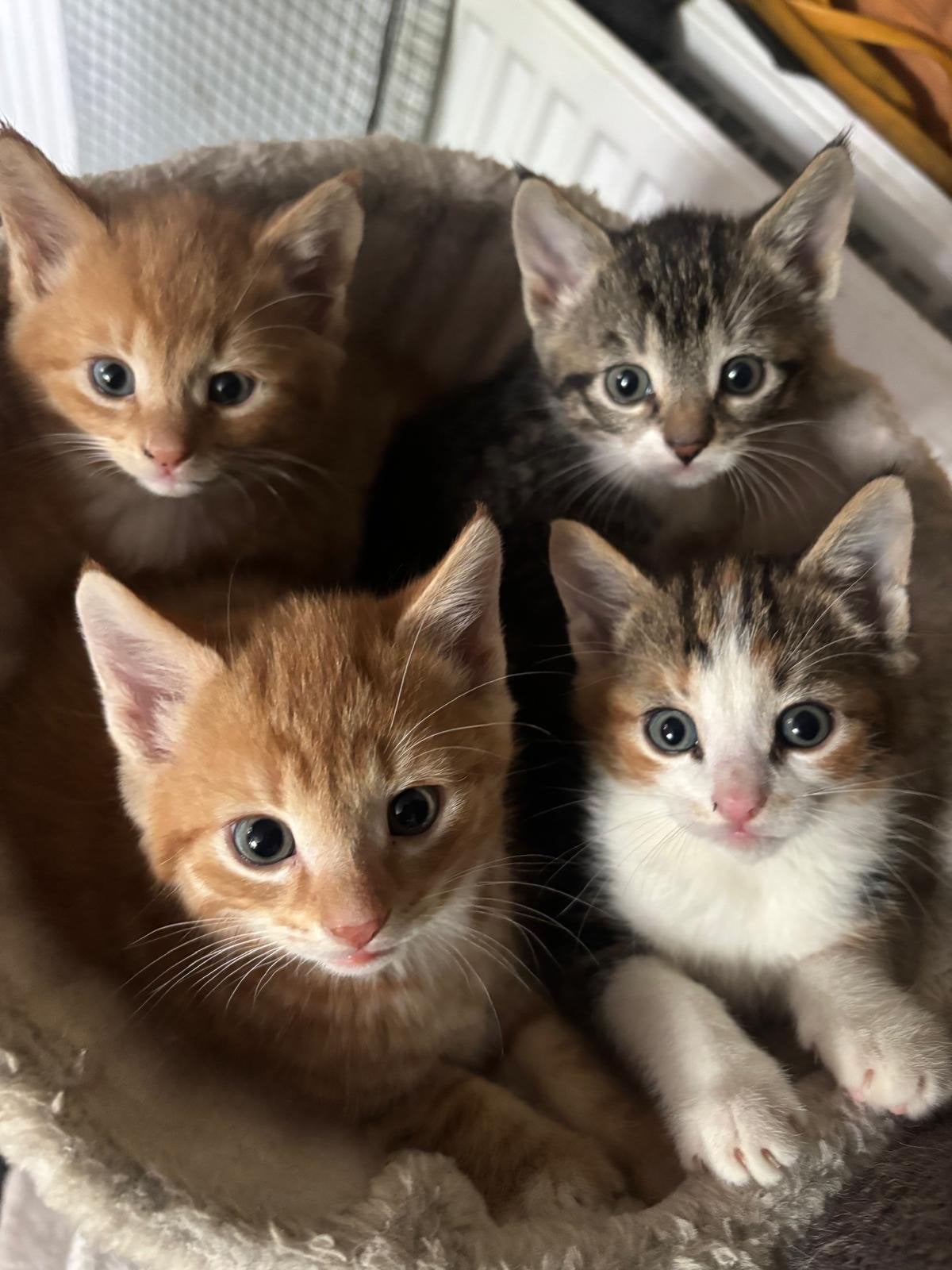 Kittens te koop, Dieren en Toebehoren, Katten en Kittens | Overige Katten, Meerdere dieren, Kortharig, 0 tot 2 jaar
