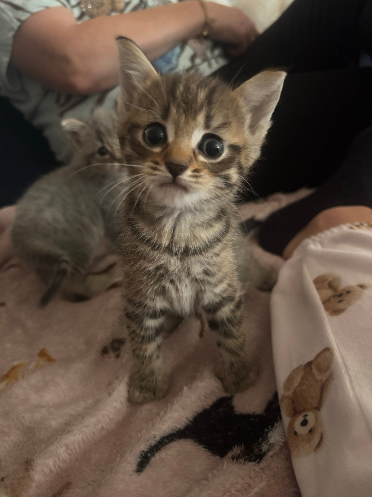 Leuke kittens