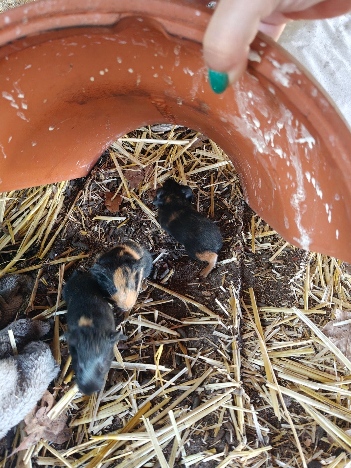 Baby cavia's te koop, Dieren en Toebehoren, Juni, Meerdere dieren, Cavia