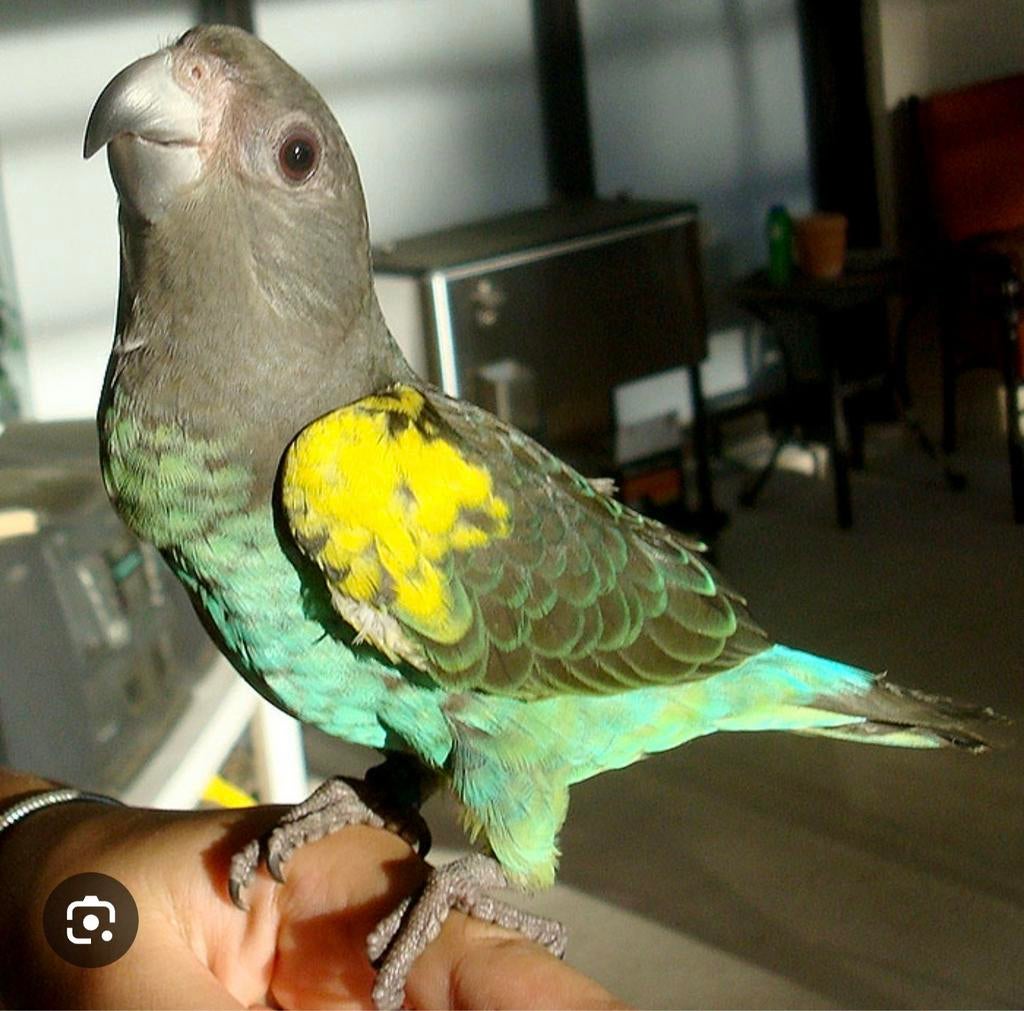 Gezocht een jonge meyer papegaai., Dieren en Toebehoren, Mannelijk, Papegaai