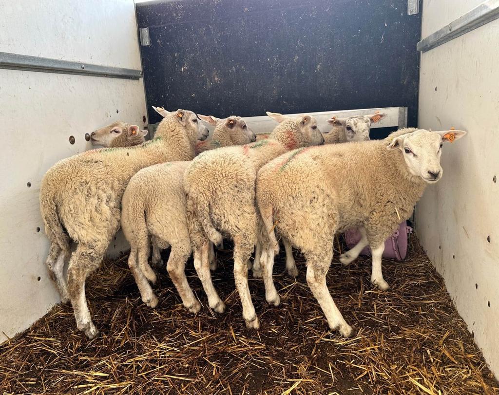 Te Koop Gevraagd Lammeren Ram.., Mannelijk, Schaap
