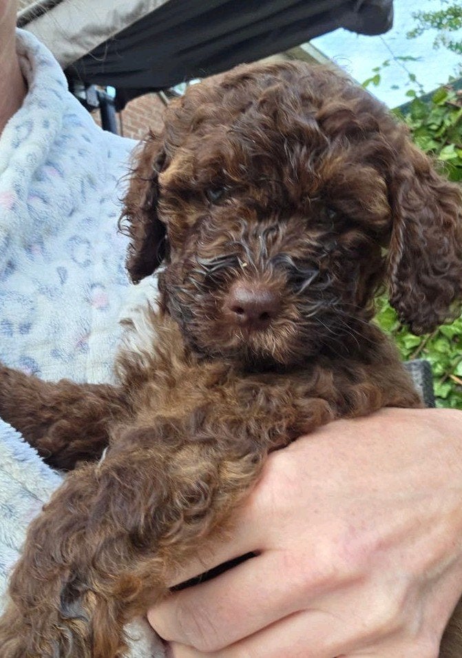 Labradoodle teefjes mogen verhuizen, Overige rassen, 8 tot 15 weken, Teef, Meerdere