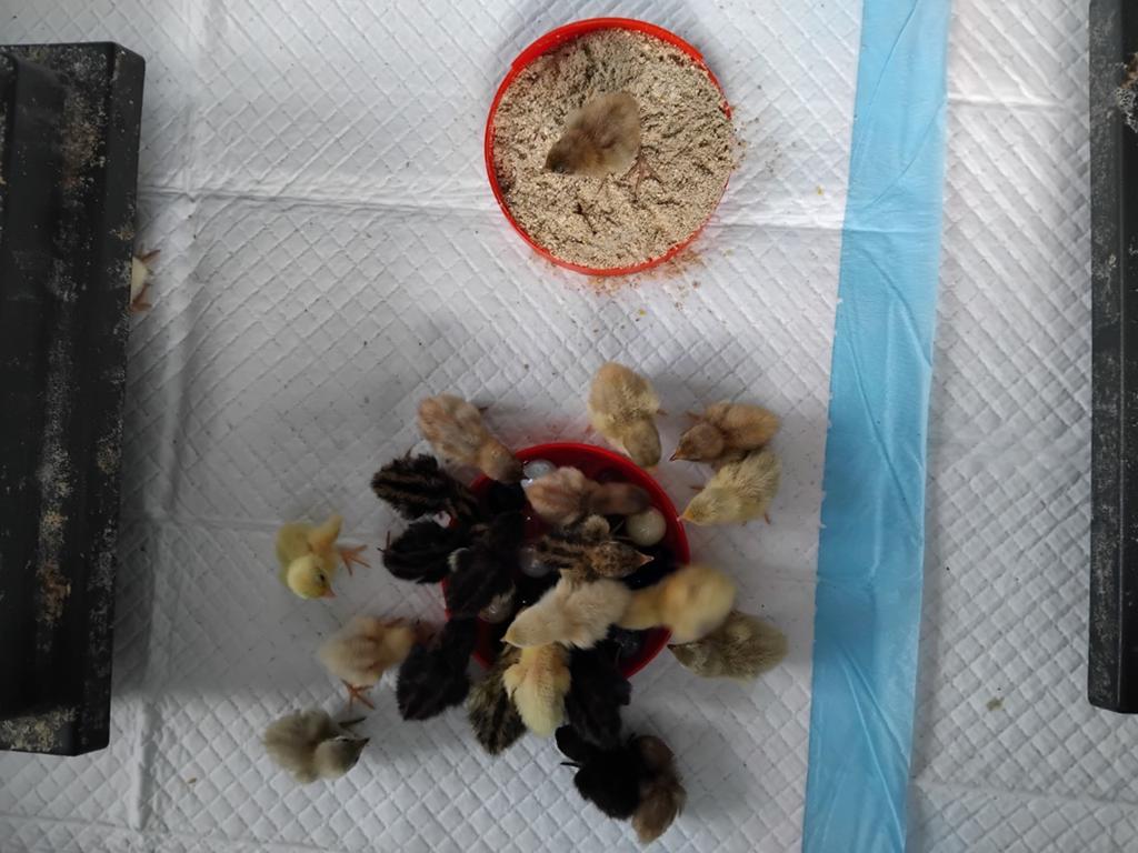 Chinese dwerg kwartelkuikens, Geslacht onbekend, Overige soorten