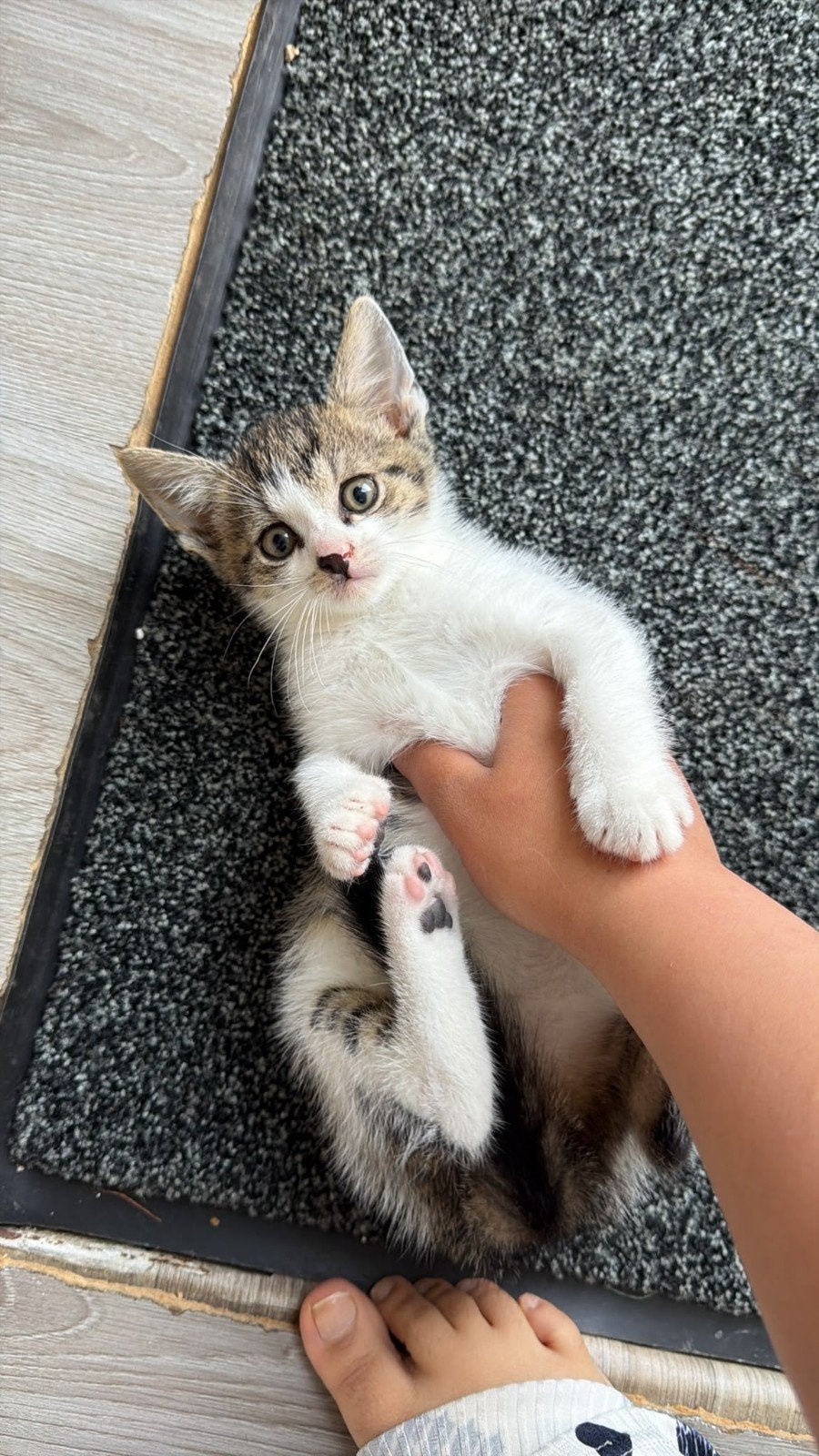 kittens, Kater