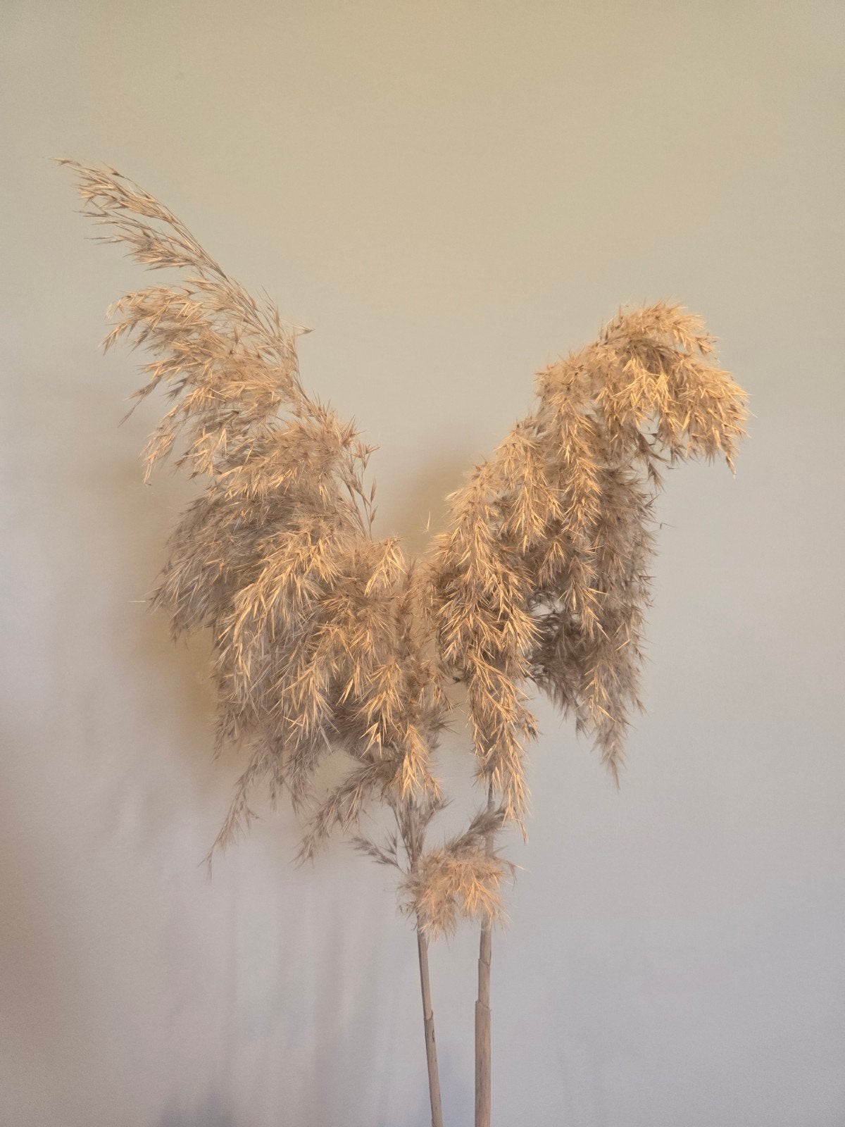 Decoratieve pluimen - Natuurlijke sfeermaker, Gebruikt, Beige, Boho, Ophalen of Verzenden