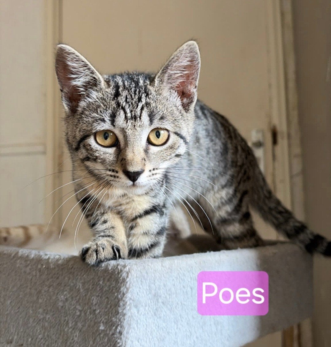 Half-bengaal poes kitten, Poes, Kortharig, 0 tot 2 jaar