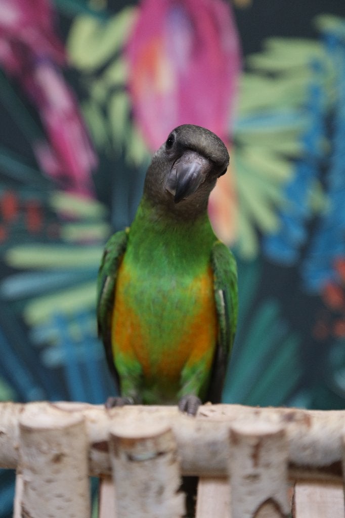 Jonge Baby Bonte boeren | Handtam | getest, Dieren en Toebehoren, Vogels | Parkieten en Papegaaien, Meerdere dieren, Papegaai