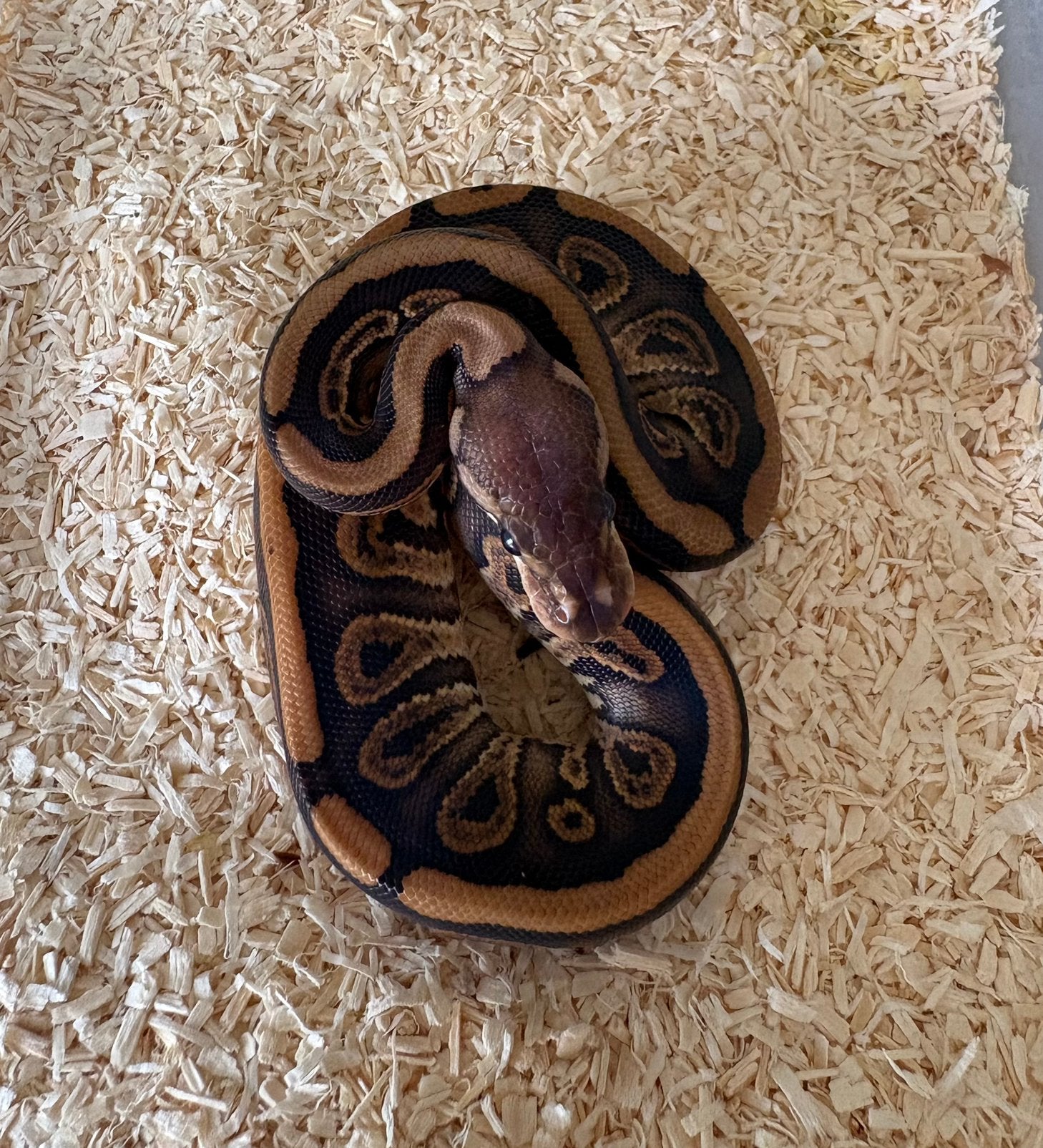 Black Pastel Red Stripe dh DG Clown Koningspython ballpython Ball Python - unknown for sale from willems