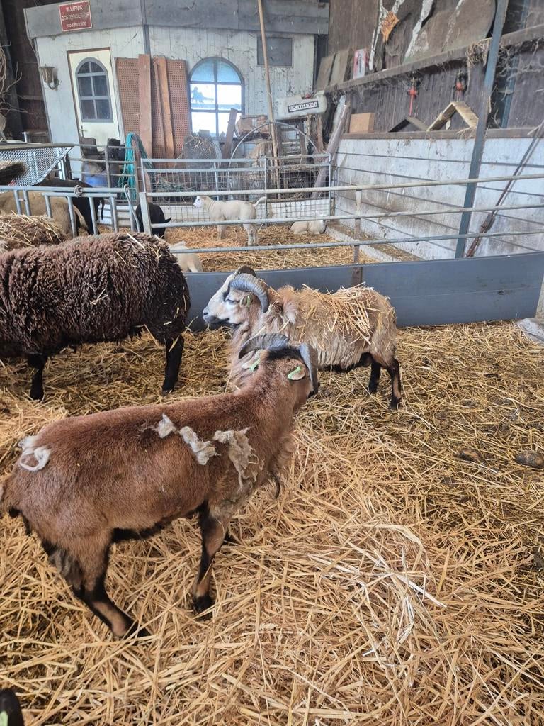 2 rammen Kamaroen, Mannelijk, Schaap