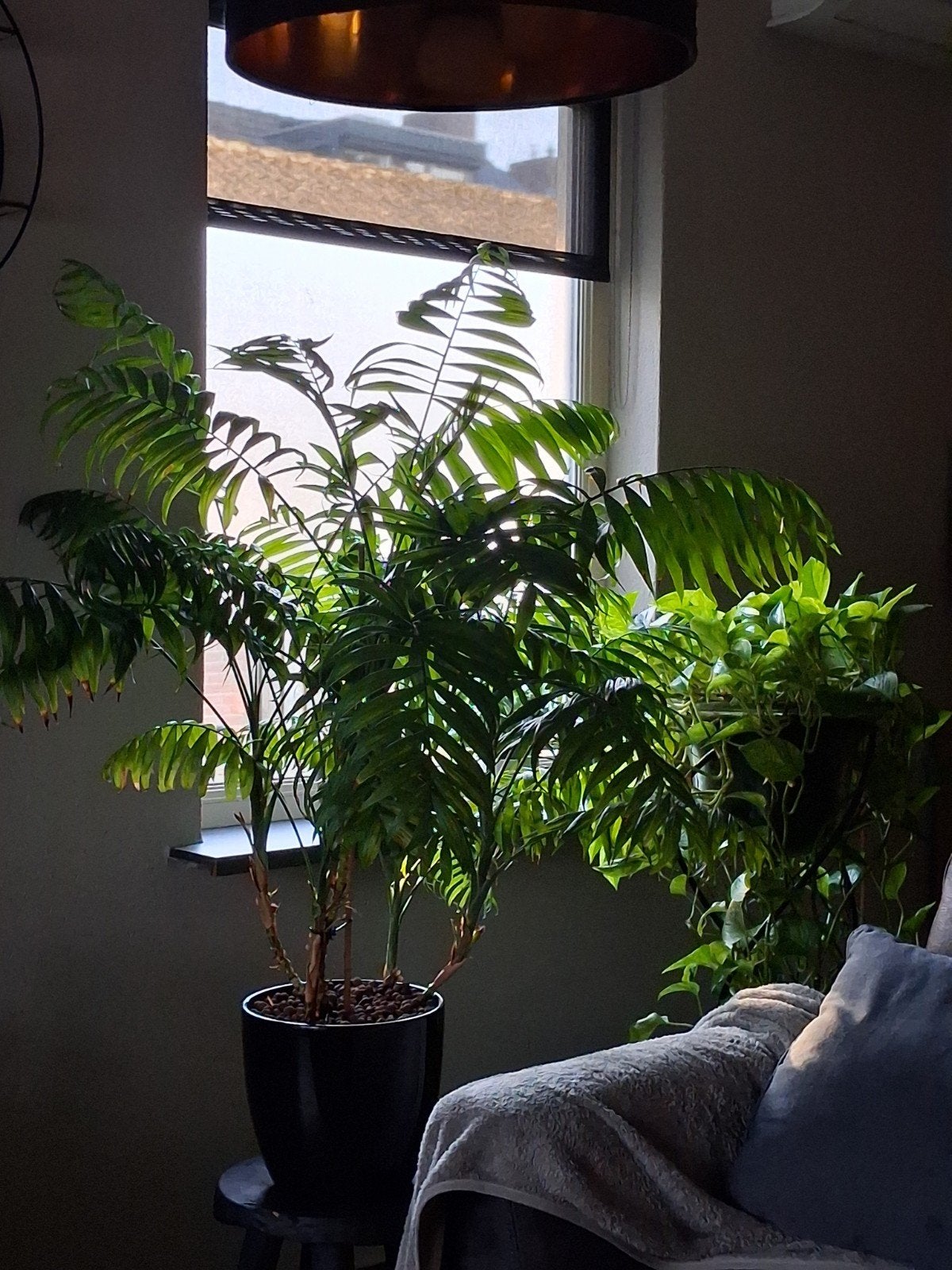 Grote kamerpalm, Ophalen, 100 tot 150 cm, Palm, Halfschaduw